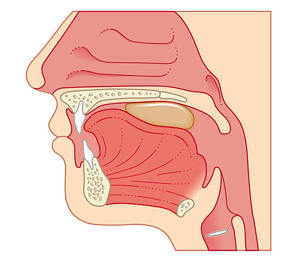 The Tongue on The Palate