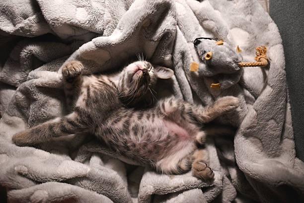 How Smart Thermostats Can Improve Your Sleep by Perfecting Bedroom Temperature